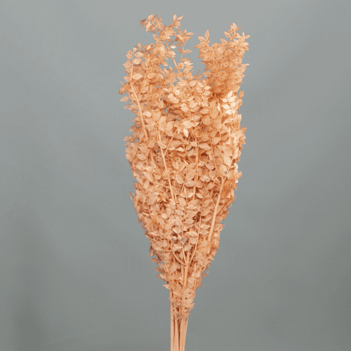 Ruscus Préservé Saumon, Fleur stabilisée de 70-80 cm de long