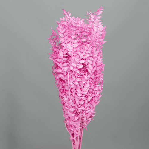 Ruscus Préservé Rose, Fleur stabilisée de 70-80 cm de long