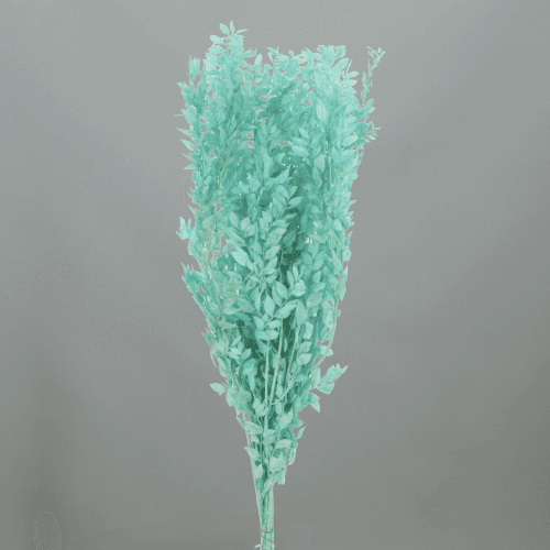 Ruscus Préservé Bleu Ciel, Fleur stabilisée de 70-80 cm de long