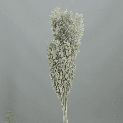 Ruscus Préservé Bleu, Fleur stabilisée de 70-80 cm de long