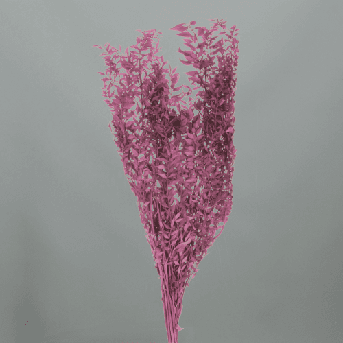 Ruscus Préservé Pourpre, Fleur stabilisée de 70-80 cm de long