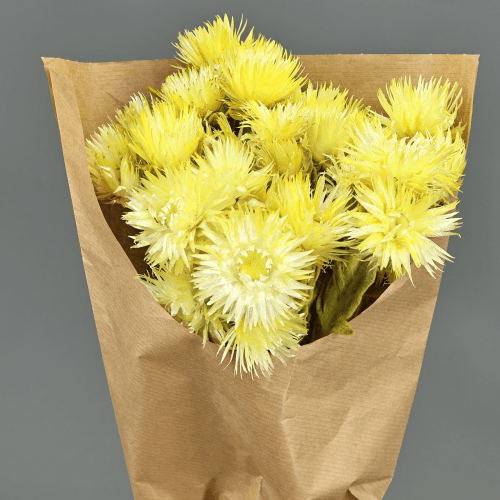 Capblumen Amarelo Flores Secas