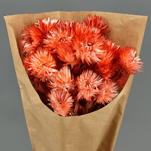 Craspedia Seca Teñida Coral