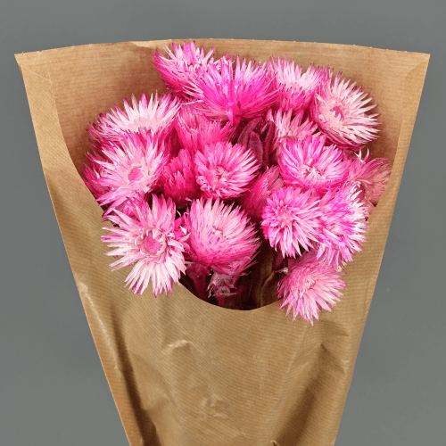 Capblumen Rosa