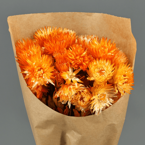 Capblumen Naranja