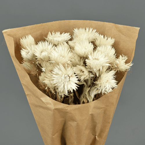 Capblumen Blanco