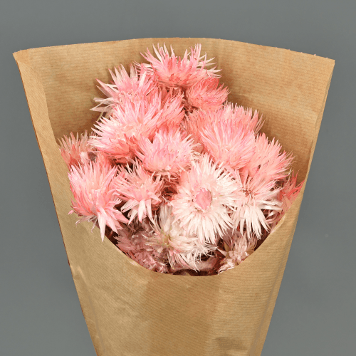 Capblumen Rosa Claro 60 cm