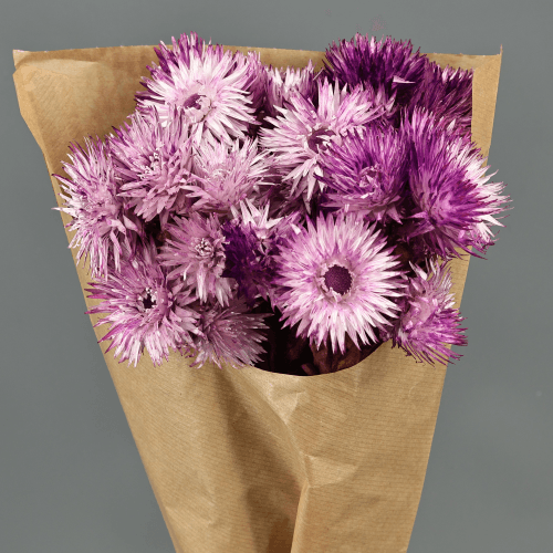 Capblumen Lavanda