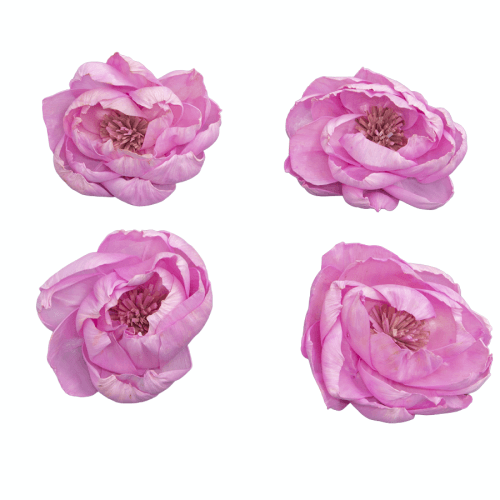Flor Shola Peonia, Rosa, 4 tallos