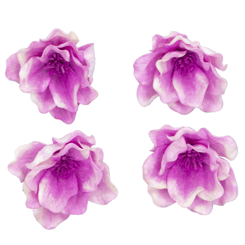 Flor de Shola Magnolia Seca Rosa o blanco, Flor seca de 13 cm de largo