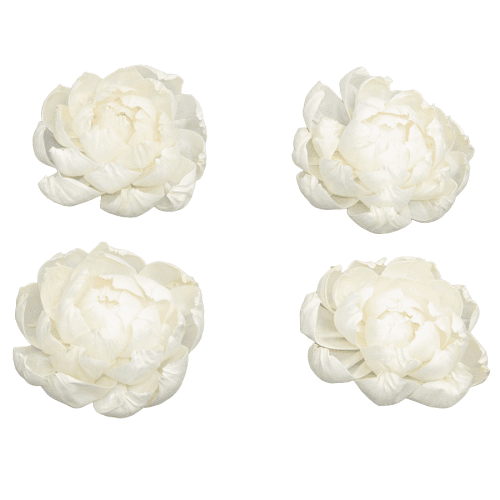 Flor Shola Peonia, Blanco, 4 tallos