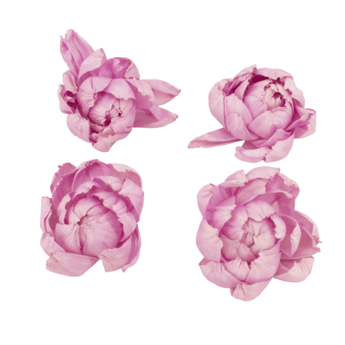 Flor Shola Peonia, Rosa, 4 tallos