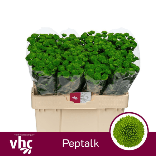 Ramo de 25 Crisantemos Santini Verdes Peptalk, Flor fresca de 55-70 cm de largo, 20-25 tallos
