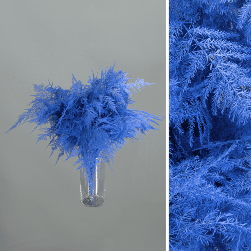 Asparagus Setaceus Pintado Azul, Azul