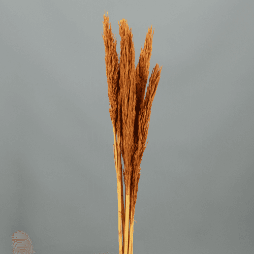 Plumero Seco Naranja Oscuro, Flor seca de 60-70 cm de largo, lote de 48 tallos