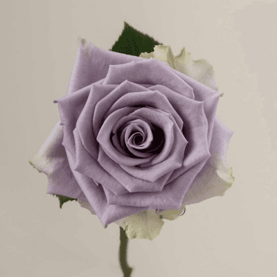 Ramo de 3 Rosas Lavanda Shocking Blue, Flor fresca de 80 cm de comprimento