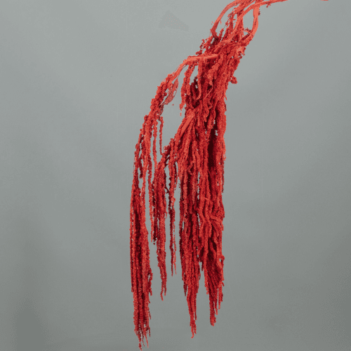 Amarante Préservée Bordeaux, Fleur stabilisée de 70 cm de long
