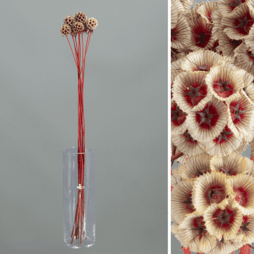 Scabieuse Étoilée Préservée Rouge