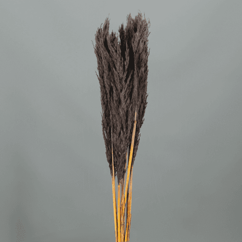 Herbe à plumeau Nanel séchée noire, Fleur séchée de 75 cm de long, lot de 48 tiges