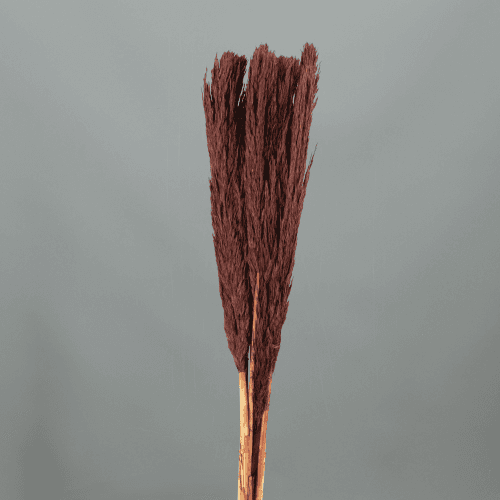 Plumero Nanel seco burdeos, Flor seca de 75 cm de largo, lote de 48 tallos