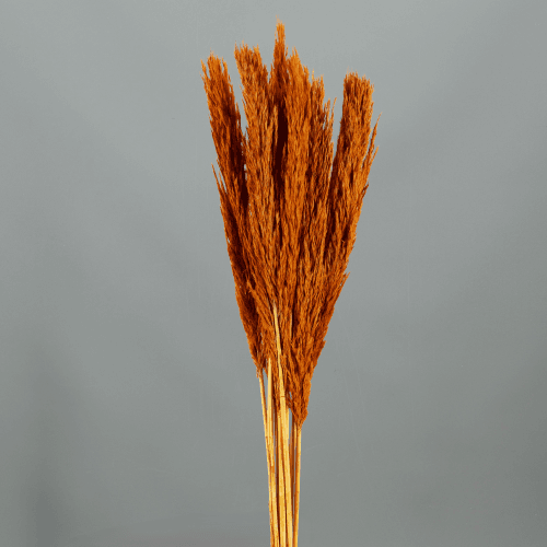 Plumero Nanel seco naranja, Flor seca de 75 cm de largo, lote de 48 tallos