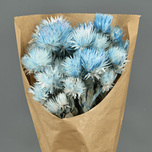 Capblumen Azul