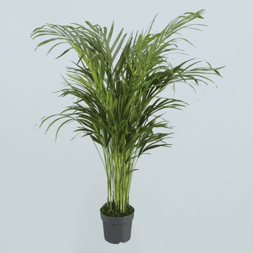 Areca Dypsis, Verde