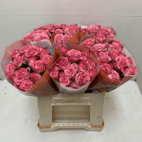 Rosa ramificada rosa Jessy