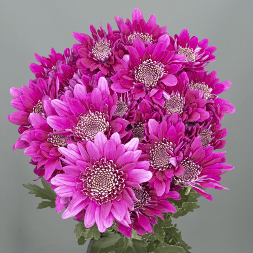 Crisantemo Insigne Purple