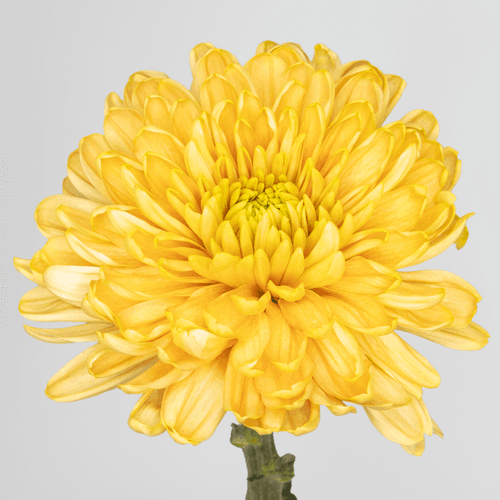 Bouquet de 10 Chrysanthèmes Uniflora Orange Rossano Orange, Fleur fraîche de 70 cm de long, 10 tiges