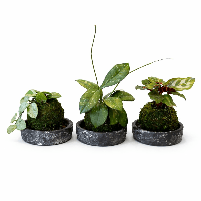 Kokedama Wardians, Plante de 15 cm de haut, lot de 5 unités