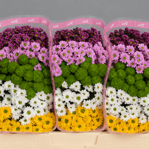 Crisantemo Santini Rainbow Mix