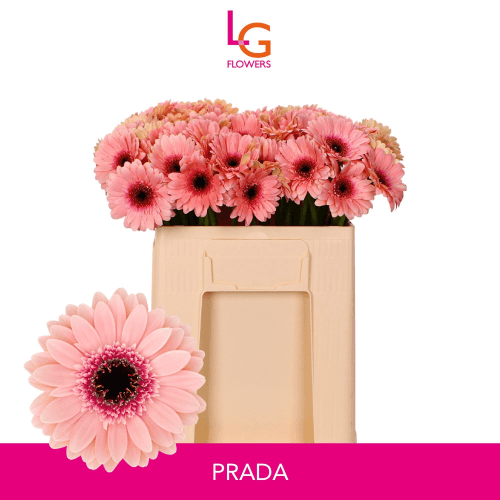 Ramo de 20 Gerbera jamesonii (xerbera mini) rosa claro Prada, Flor fresca de 50 cm de longo, 20 talos