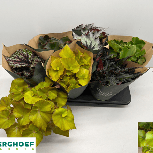 Begonia Blad Jungle Wonder Mix, Mixto