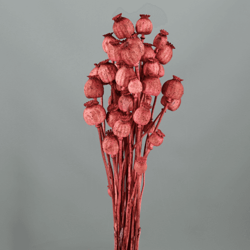 Papaver (papoila) rosa seca 60 cm