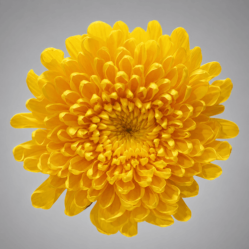 Bouquet de 20 Chrysanthèmes Uniflora Orange Yolk, Fleur fraîche de 70 cm de long, 20 tiges