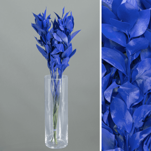 Botte de 20 Ruscus Teinté Bleu