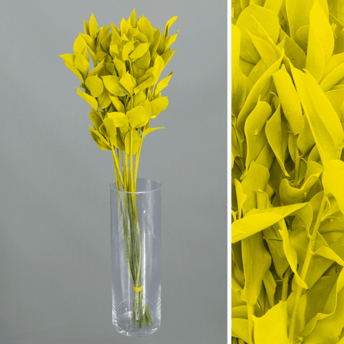 Ruscus pintado amarelo, Folhagem de 60 cm de comprimento, em molho