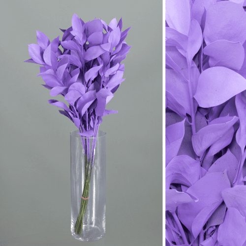 Ruscus pintado lavanda