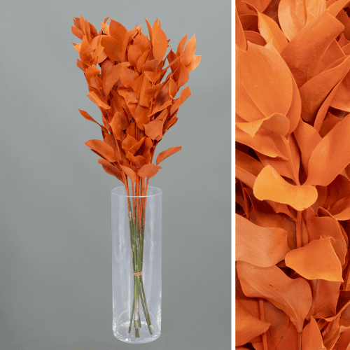 Botte de 20 Ruscus Teinté Orange