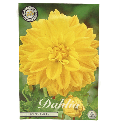 Bulbo Dahlia Golden Emblem
