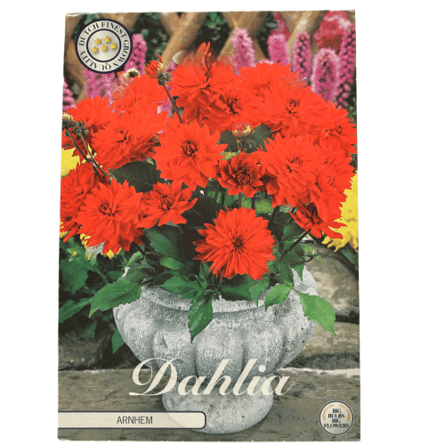 Bulbo Dahlia Arnhem