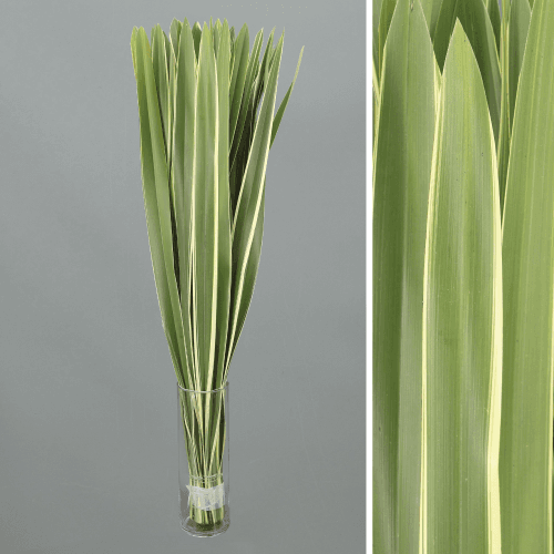 Phormium 100