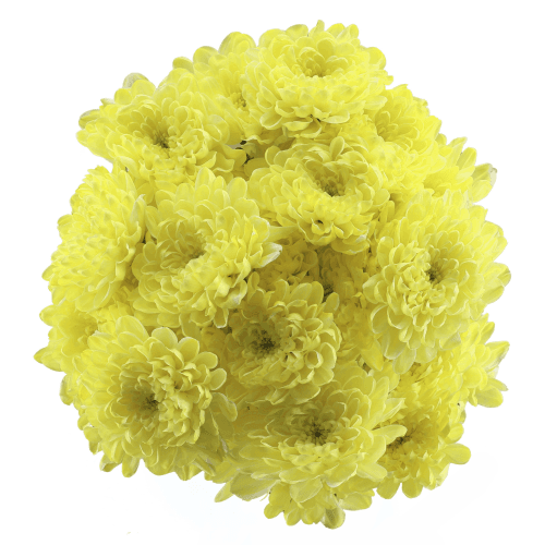 Crisantemo (Chrysanthemum) Altaj crema 70 cm, Flor fresca de 70 cm de largo
