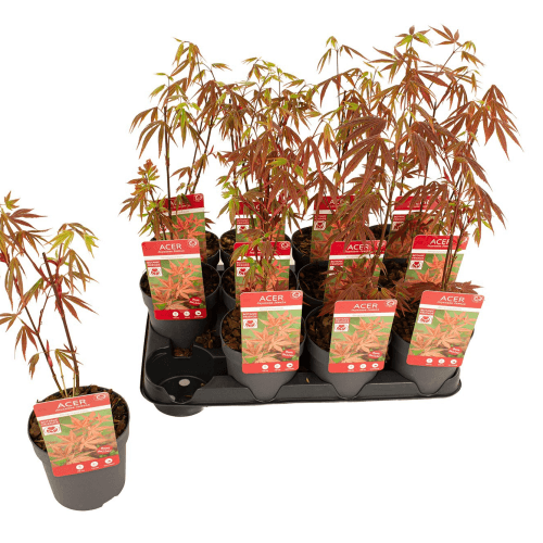 Acer Palmatum Atropurpurea, Rojo