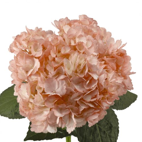 Hydrangea Pintado Coral Peach Premium