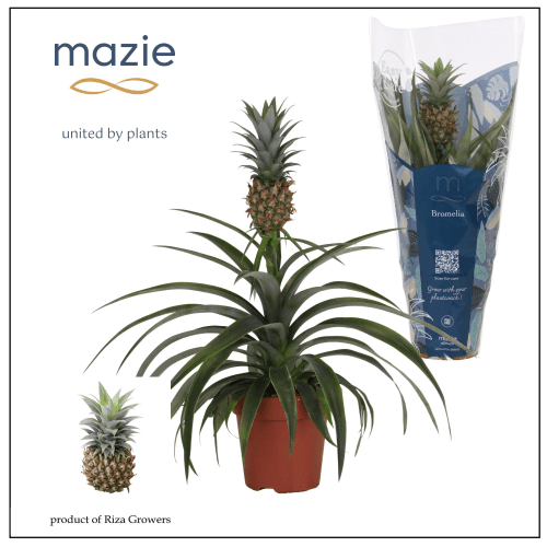 Ananas Mi Amigo (Mazie), Verde