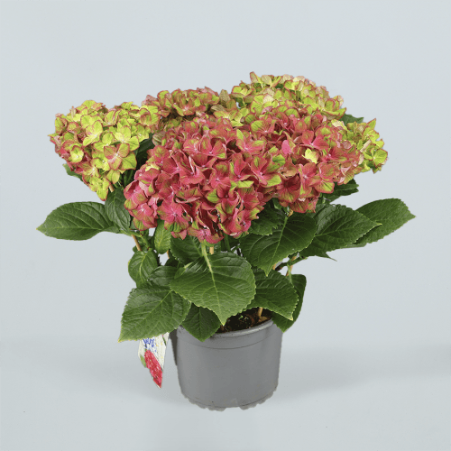 Hydrangea Glossy LIps 7Flo