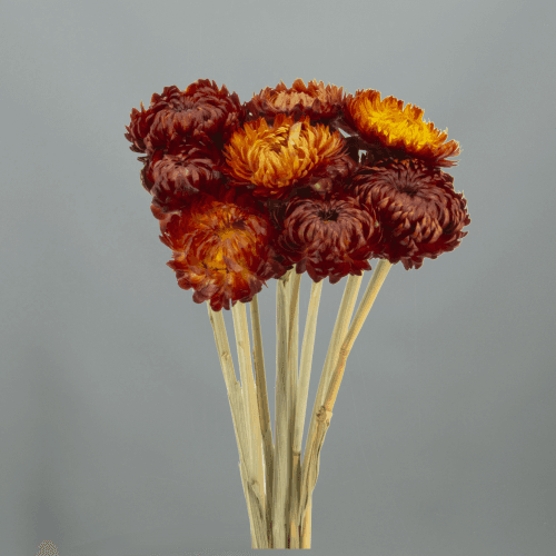 Siempreviva seca rojo-naranja, Flor seca de 50 cm de largo