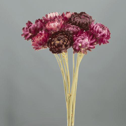 Immortelle séchée bordeaux